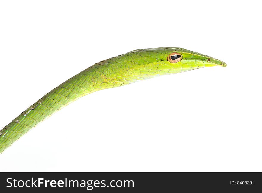 Green tree snake