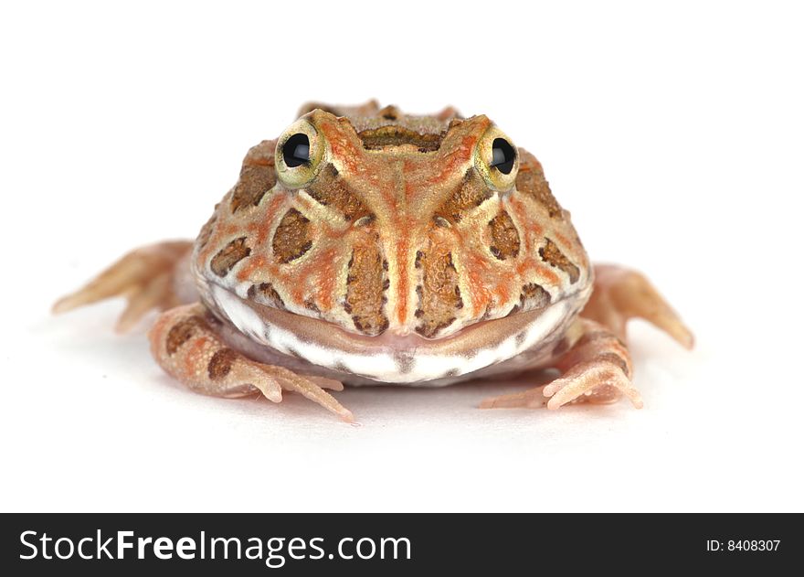 Frog