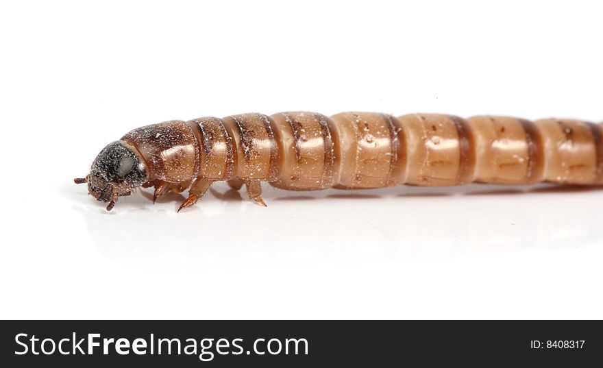 download mealworms near me