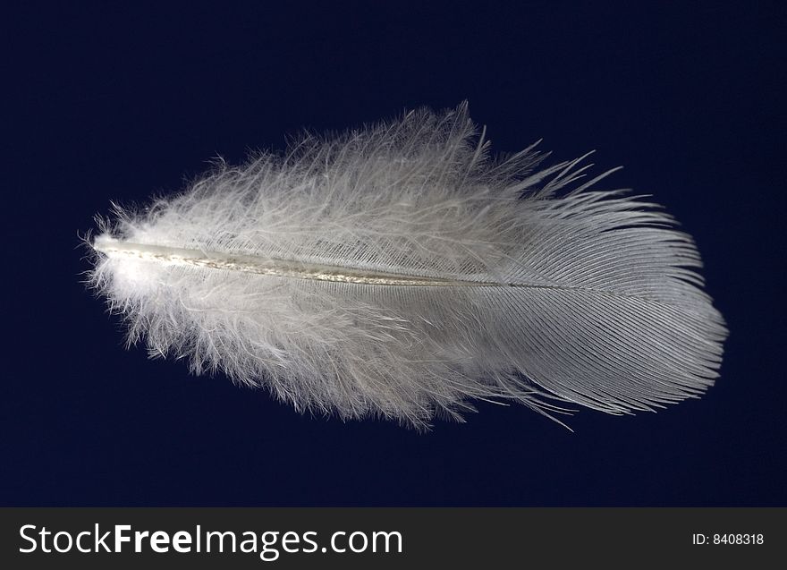Feather on dark blue background