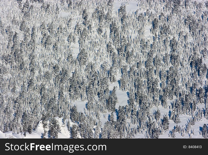 Winter forest landscape. Trees and snow, shot from above. Winter forest landscape. Trees and snow, shot from above.
