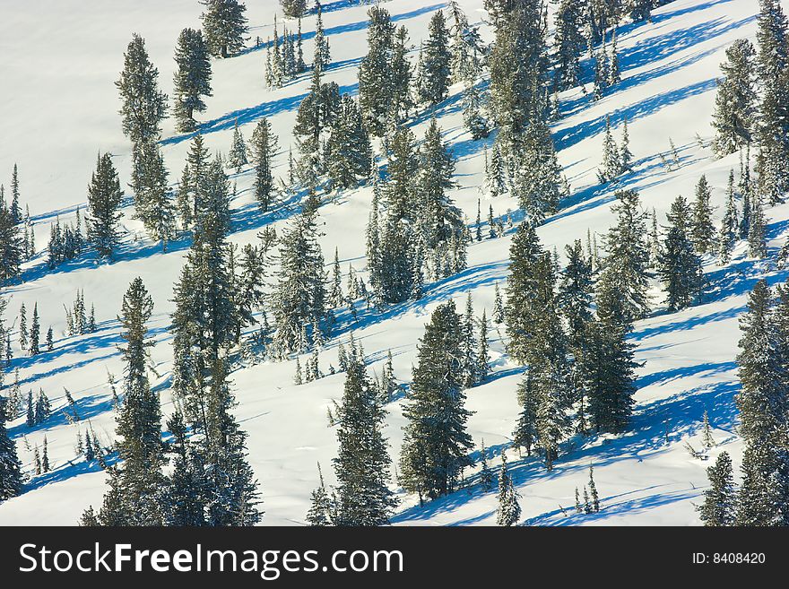 Winter forest landscape with shadows on the snow. Shot from above.