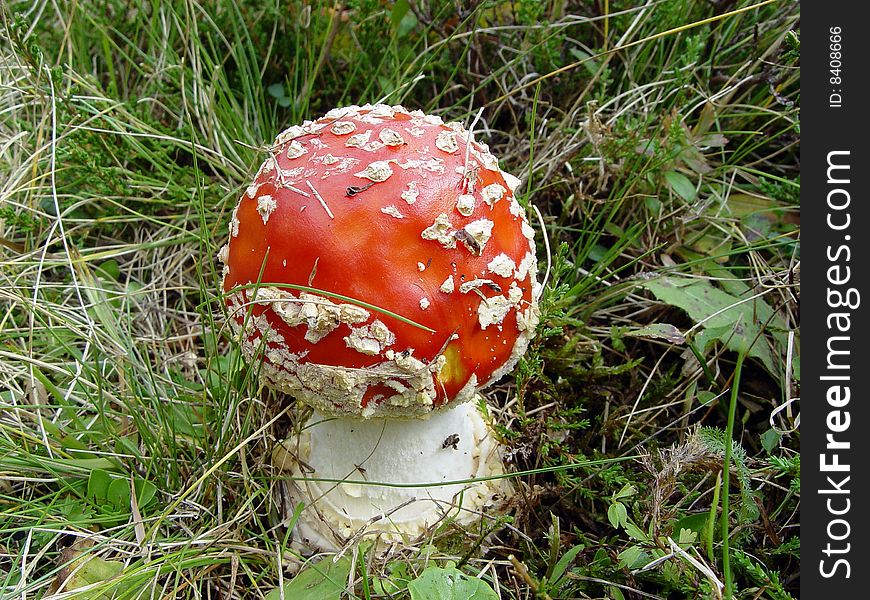 Poisonous mushroom of the forest amanita muscaria