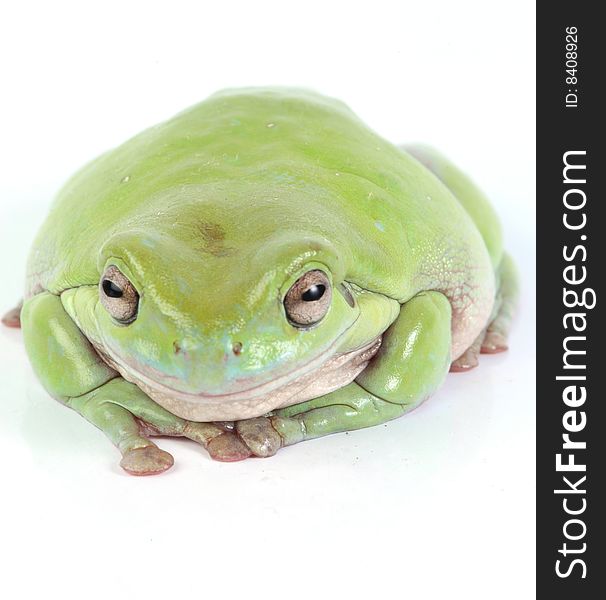 Green treefrog