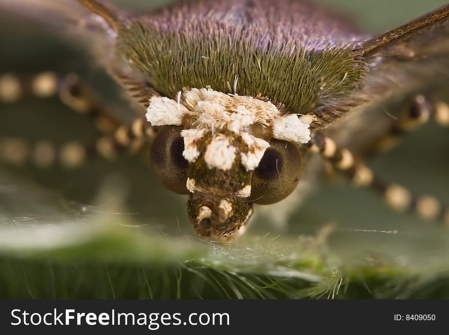 Moth face portrait on green leaf macro