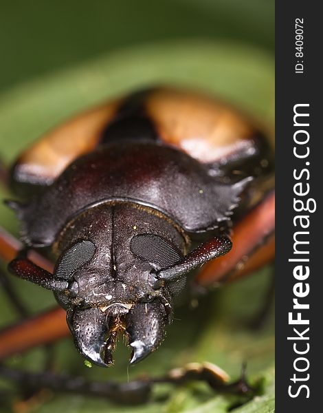 Beetle Face Macro