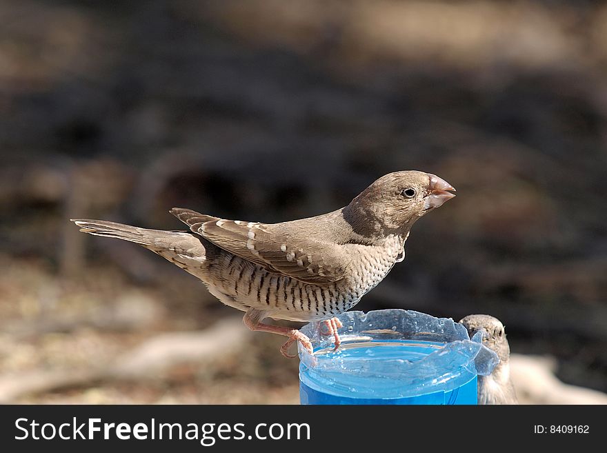 Thirsty bird getting water from a plastic bottle