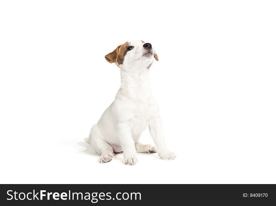 Isolated cute jack russell terrier puppy over white background