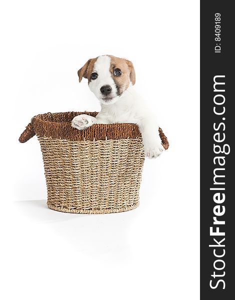 Isolated cute jack russell terrier puppy over white background