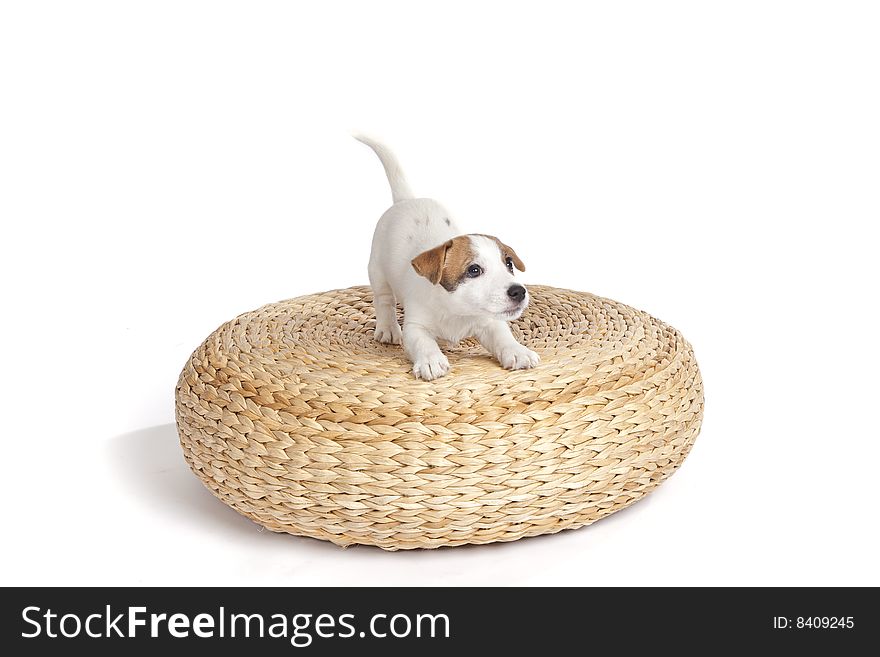 Isolated cute jack russell terrier puppy over white background