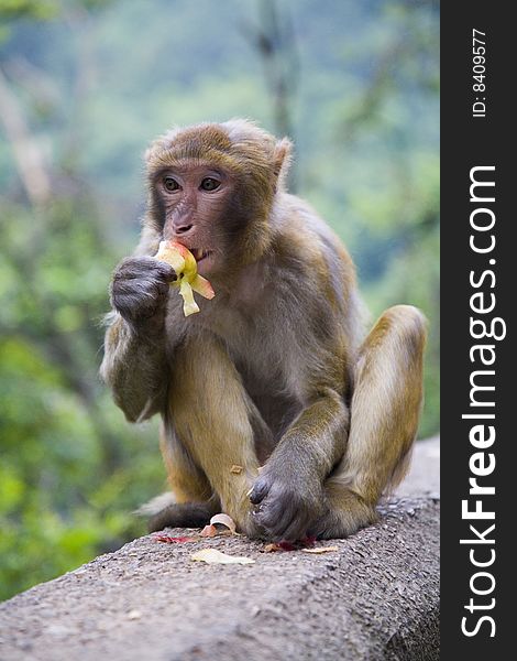 Monkey Eating Peach