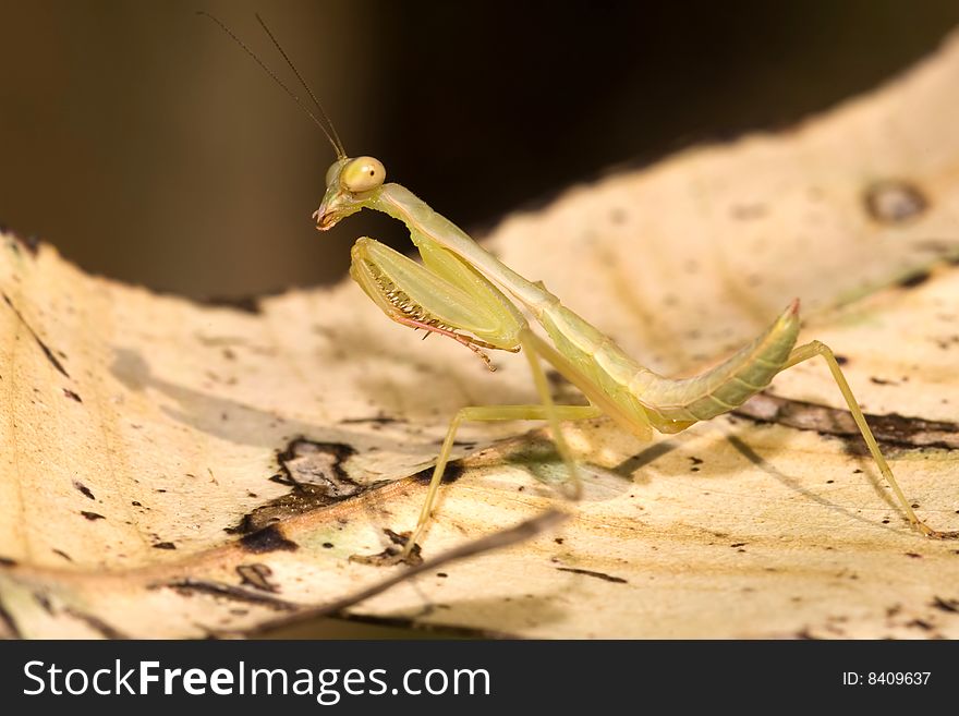 Mantis I captured in winter season