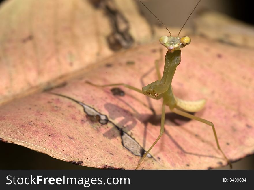 Mantis I captured in winter season