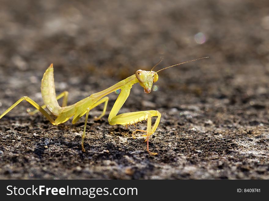 Mantis I captured in winter season