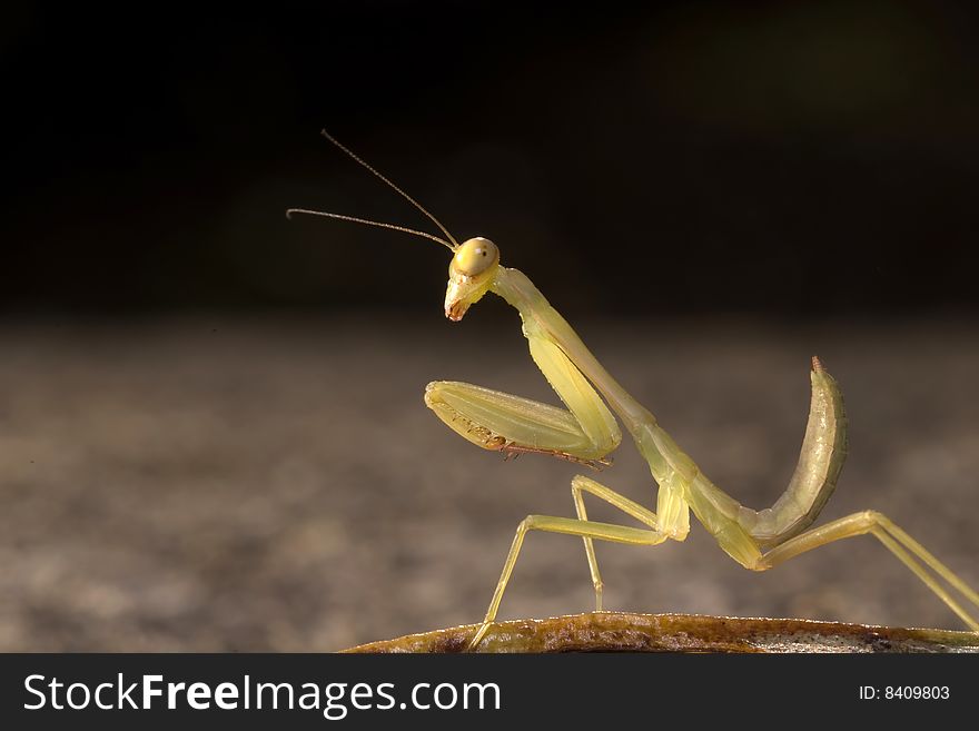 Mantis I captured in winter season