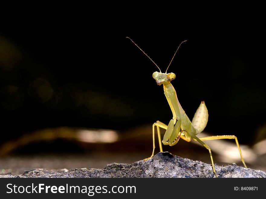 Mantis I captured in winter season