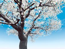 Blossoming Cherry-tree Royalty Free Stock Photo