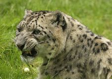 Portrait Of A Snow Leopard Royalty Free Stock Image