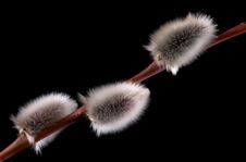 Pussy WIllow Buds Royalty Free Stock Photos