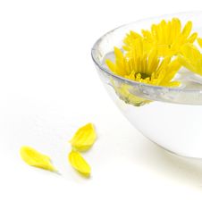 Yellow Flowers Stock Photo