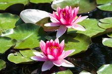 Pink Water Lily (lotus) Stock Photography