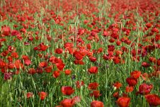 Nice Poppy Field Royalty Free Stock Photography Nice Poppy Field Royalty Free Stock Photography