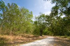 Footpath Into The Forest Royalty Free Stock Image Footpath Into The Forest Royalty Free Stock Image