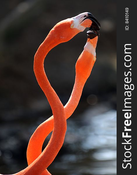 Head and neck image of two flamingos, crashing their beaks against each other. . Head and neck image of two flamingos, crashing their beaks against each other.