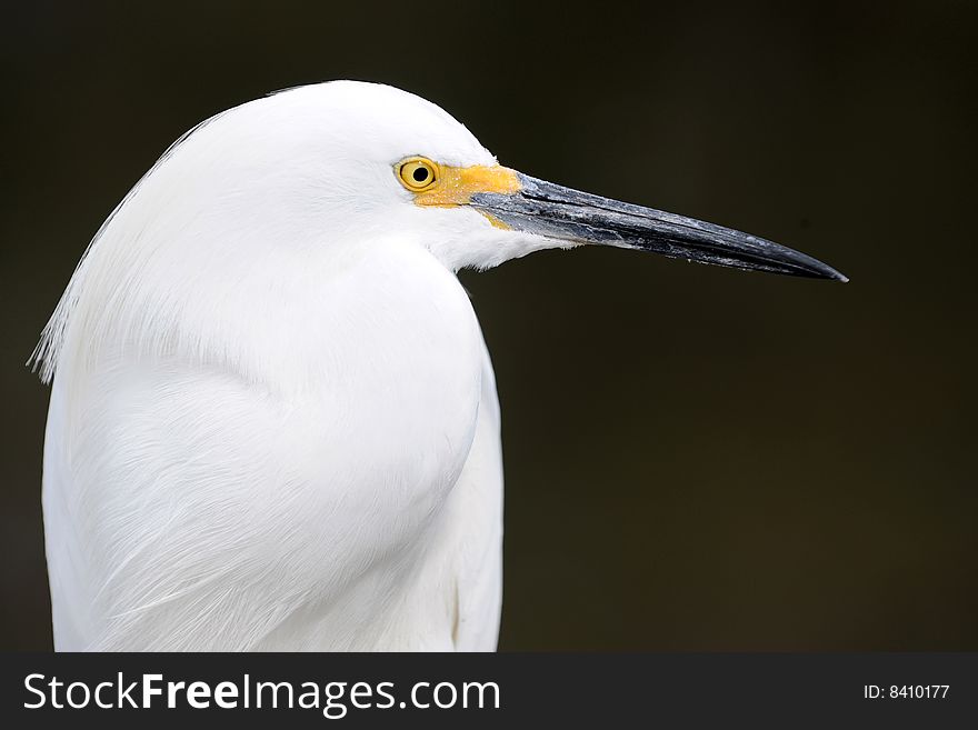 Closeup profile of a snowy white egret.