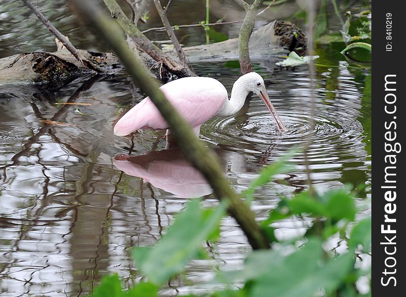 A beautiful pink spoonbill wading and feeding in shallow water. A beautiful pink spoonbill wading and feeding in shallow water.