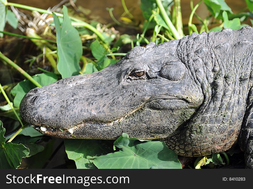 Closeup of an alligator sunning himself on land. Closeup of an alligator sunning himself on land.