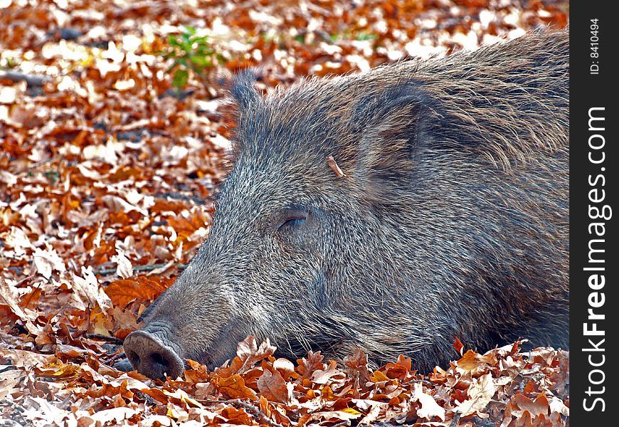 Wild boar in the autumn is on the forest floor.