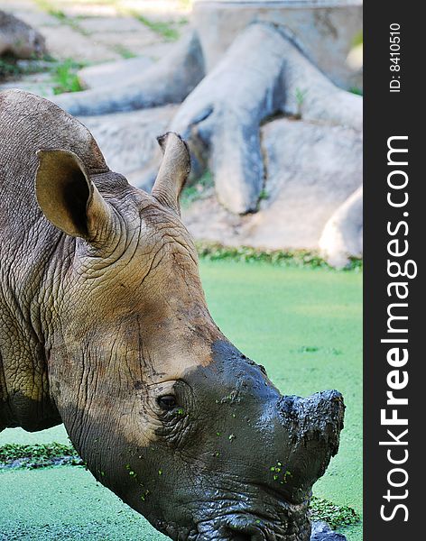 The Rhinoceros (close Up)