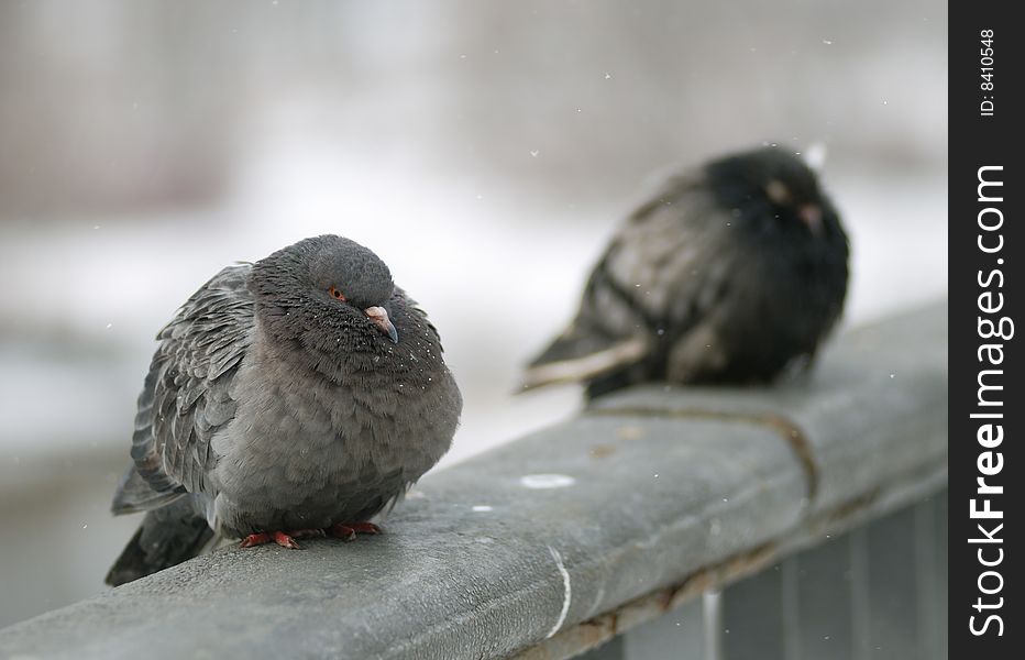 Two pigeon sit on rails in winter