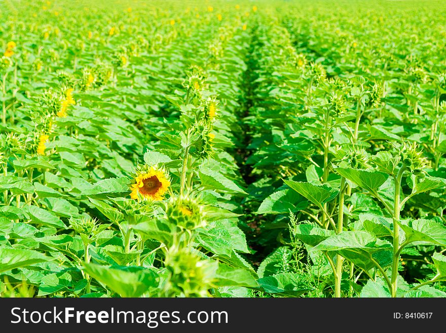 Green sunflowers field with heads turned away