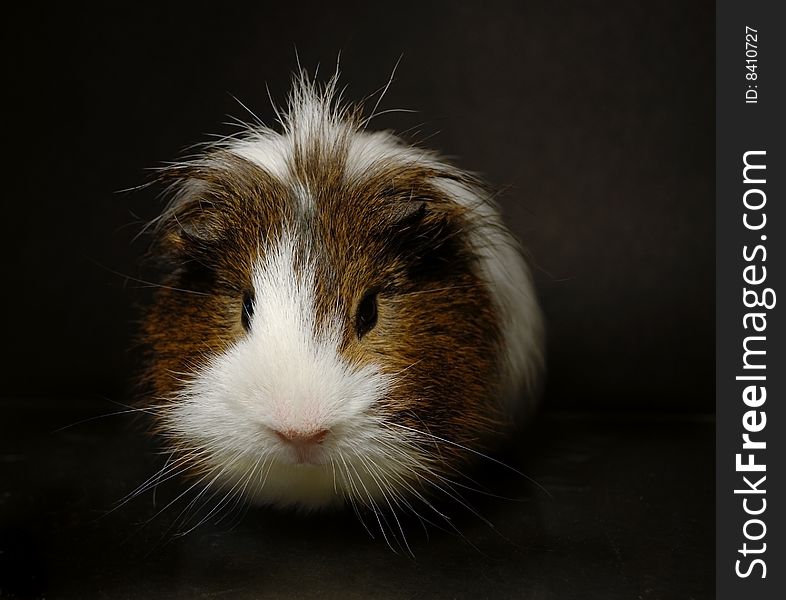 Blackly-white guinea-pig on a dark background