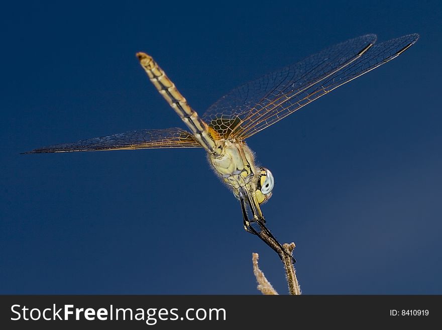 Backside view of a dragonfly on a stick