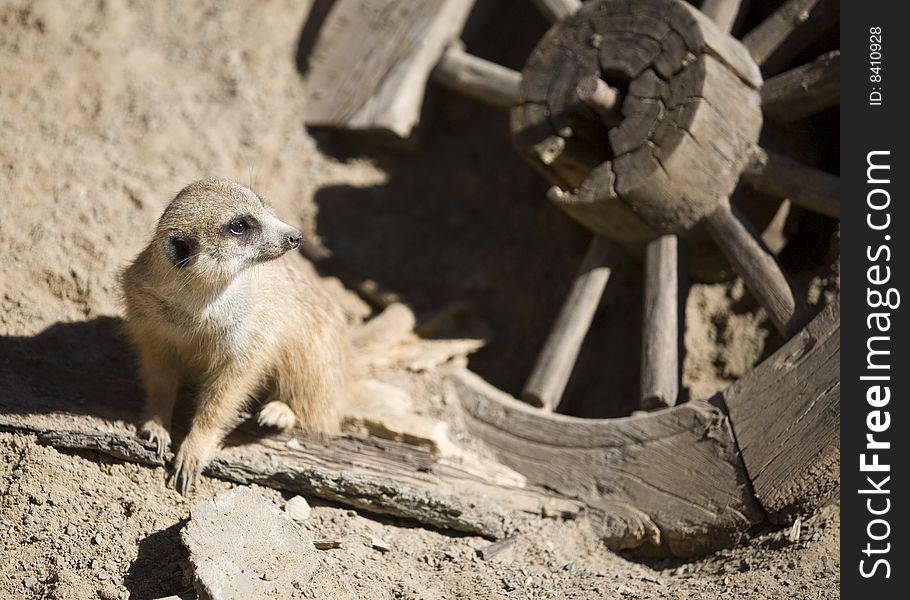 A cute meercat looking back at an old wagon wheel. A cute meercat looking back at an old wagon wheel.