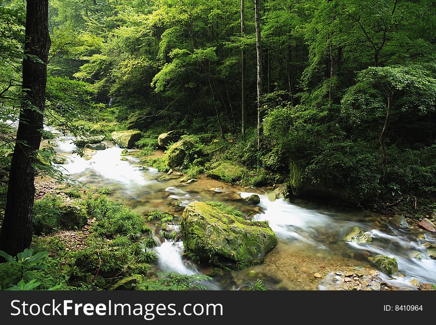 Rivulet In The Forest In ZhangjiaJie National Park