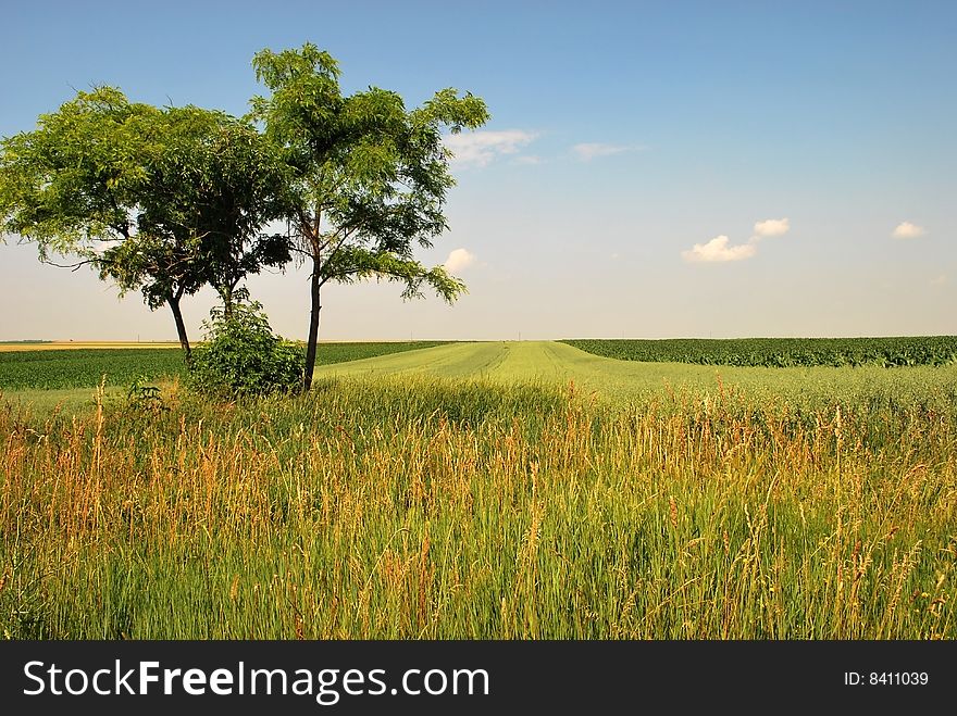 An Serbian landscape with green fields and blue sky. An Serbian landscape with green fields and blue sky