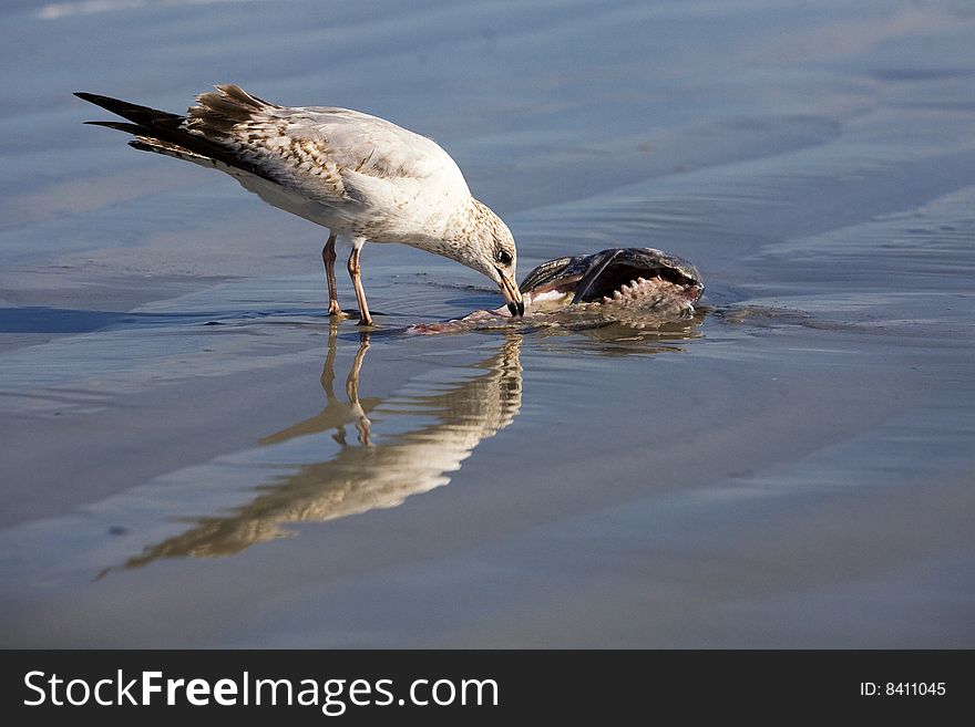 A sea gull feeding off a dead fish in the shallow ater by the shore. A sea gull feeding off a dead fish in the shallow ater by the shore.