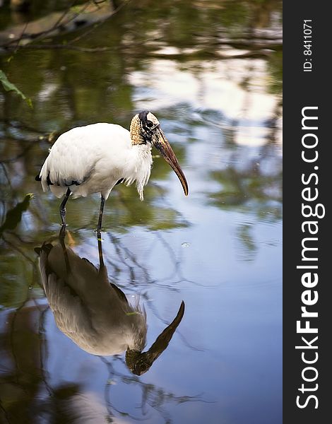 A woodstork wading in a shallow pond, with his mirror image reflected clearly in the water. A woodstork wading in a shallow pond, with his mirror image reflected clearly in the water.
