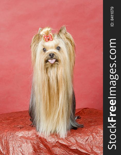 Yorkshire terrier on red background. Picture was taken in studio.