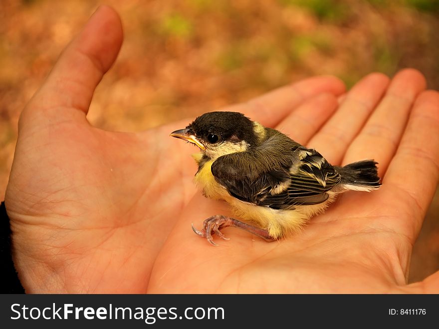 Baby bird in hands - The Tomtit, Petroica macrocephala. Baby bird in hands - The Tomtit, Petroica macrocephala