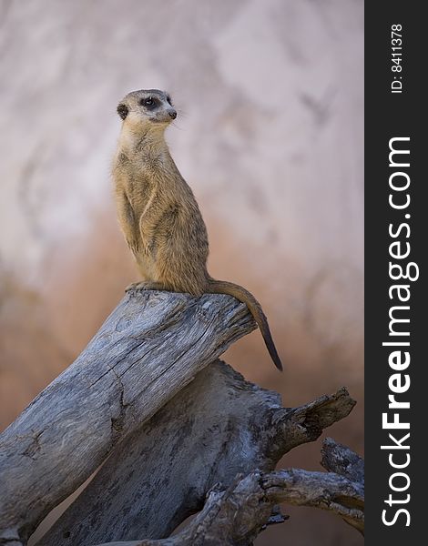 An adorable meerkat perched on the end of a log. An adorable meerkat perched on the end of a log.