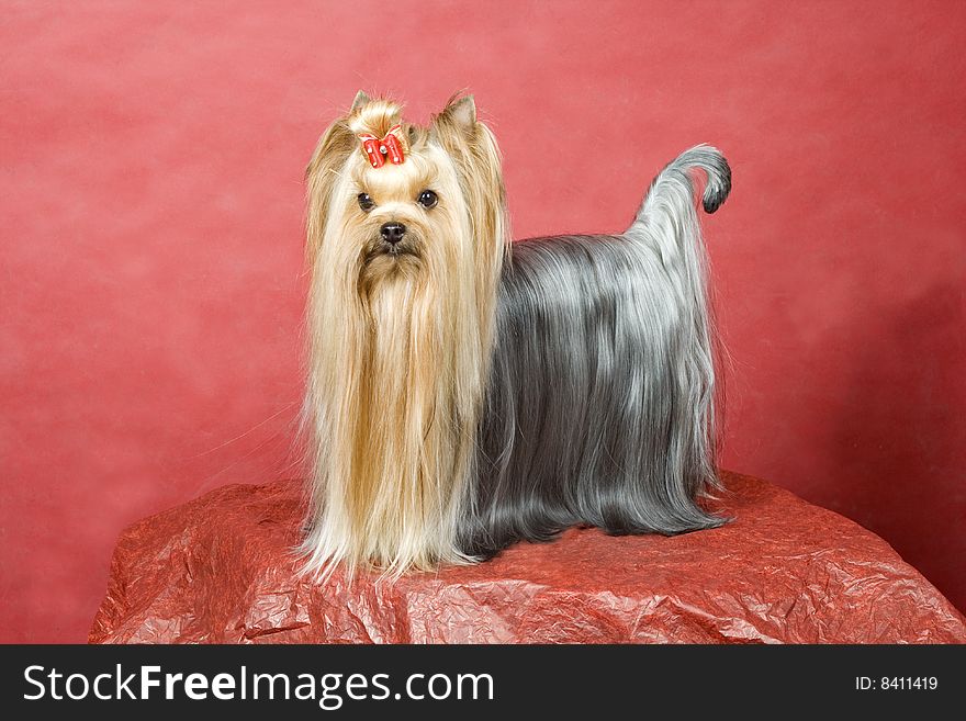 Yorkshire terrier on red background. Picture was taken in studio.