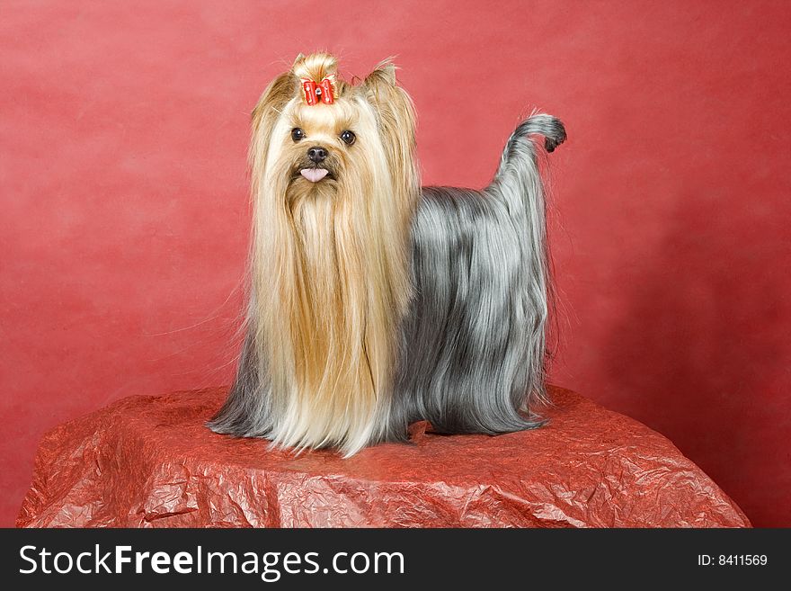 Yorkshire terrier on red background