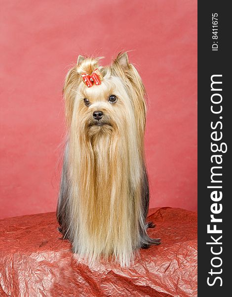 Yorkshire terrier on red background