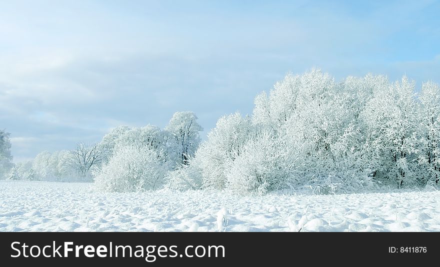 White winter landscape. Hoar-frosted trees