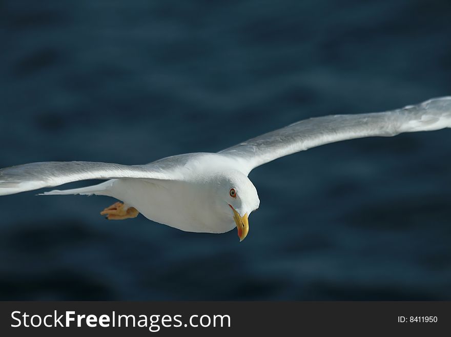 Closeup of sea-gull on the sea background. Closeup of sea-gull on the sea background